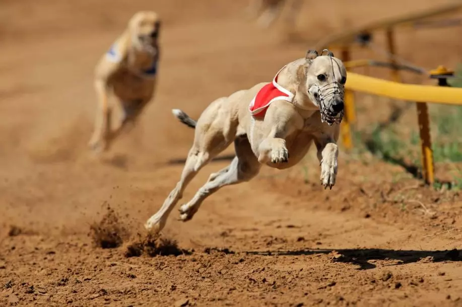 Chính phủ New Zealand kêu gọi cấm hoàn toàn đua chó